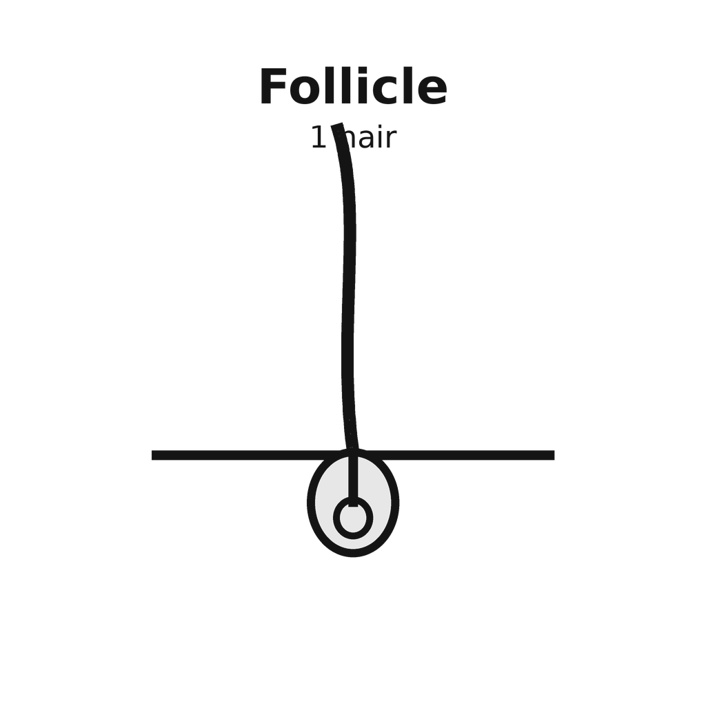 Illustration of a single hair follicle